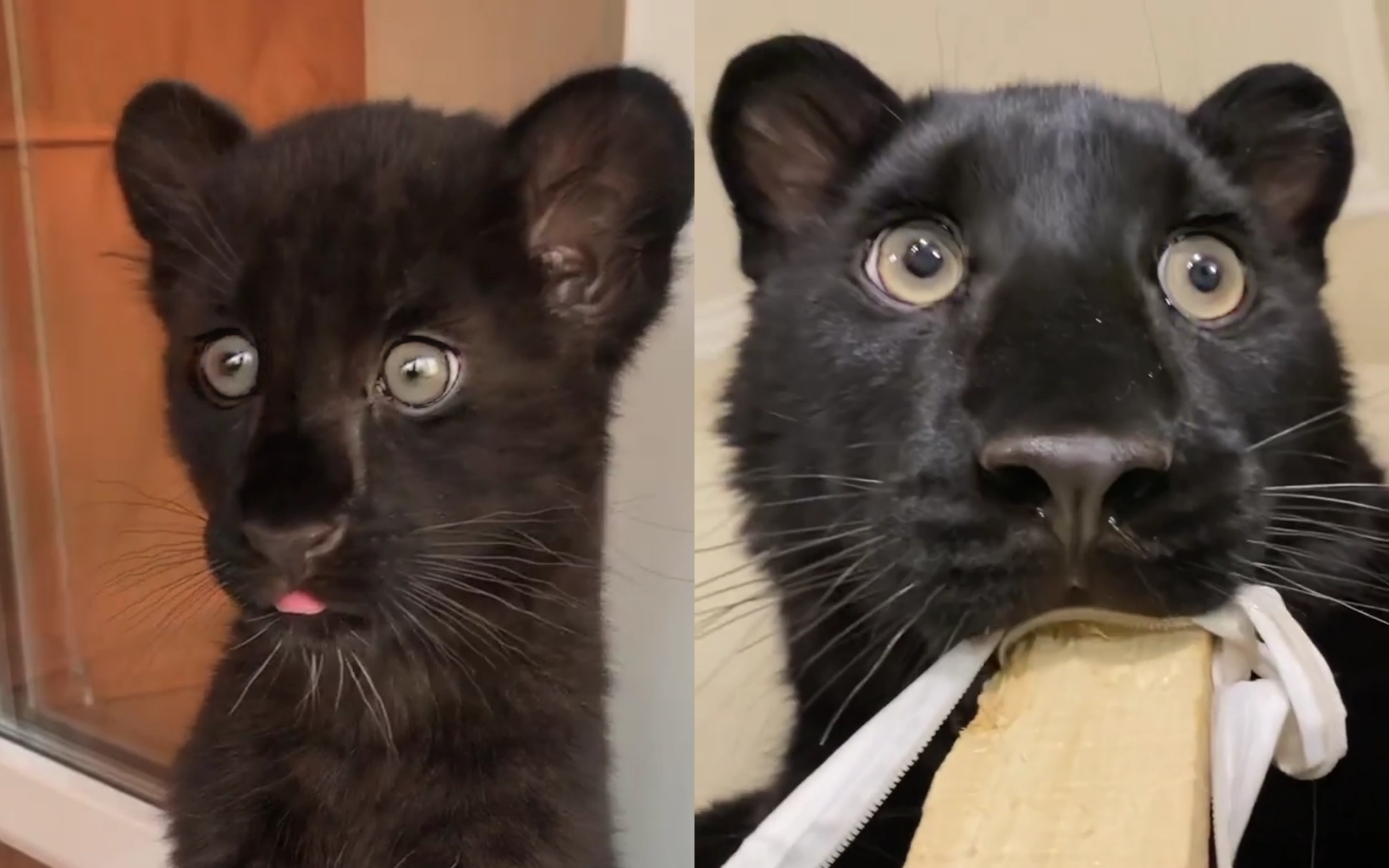 世俱杯改制-黑龙江黑豹坚决展现实力,对手难以抗衡